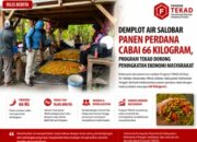 Panen Perdana Cabai di Air Salobar Capai 66 Kilogram, Program TEKAD Buktikan Dampak Nyata bagi Petani