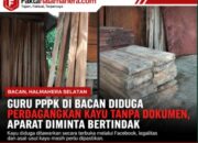 Heboh! Guru PPPK di Halmahera Selatan Diduga Terlibat Perdagangan Kayu Tanpa Legalitas