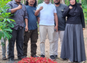 Panen Perdana Cabai Keriting RITD Desa Program Tekad, Wabub Halteng Bersama Petani. Wedana, Bukti Ketangguhan Petani di Tengah Kemarau Panjang