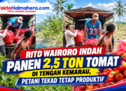 RITD WAIRORO INDAH PANEN 2,5 TON TOMAT DI TENGAH KEMARAU, PETANI TEKAD TETAP PRODUKTIF