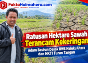 Ratusan Hektare Sawah Terancam Kekeringan, Adam Basirun Desak BWS Maluku Utara dan HKTI Turun Tangan