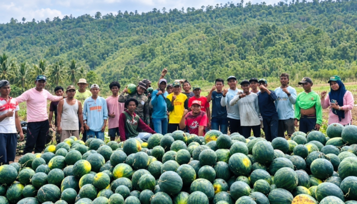 Panen Semangka ke-6 di Tengah Kemarau Panjang, Demplot Wairoro Indah Tembus 6 Ton Berkat Program TEKAD