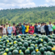 Panen Semangka ke-6 di Tengah Kemarau Panjang, Demplot Wairoro Indah Tembus 6 Ton Berkat Program TEKAD